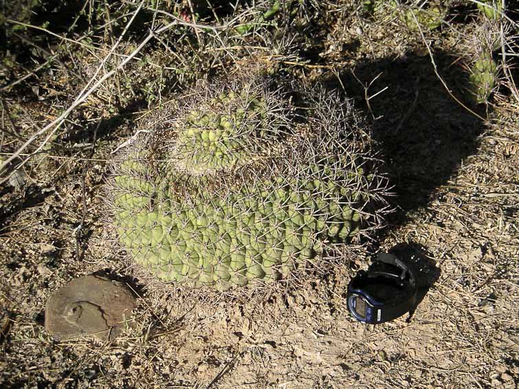 Gymnocalycium pflanzii